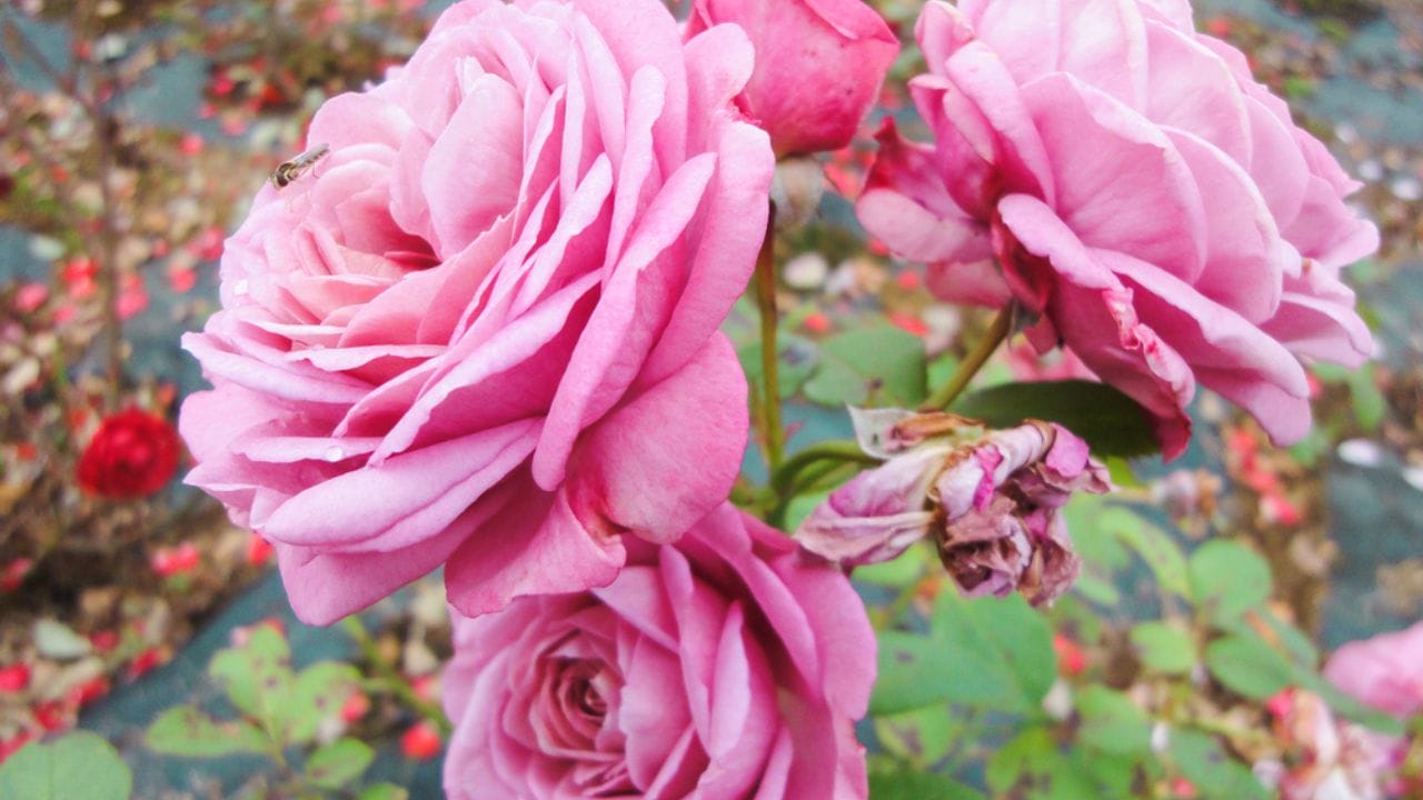 Your Roses Will Be the Envy of the Neighborhood After You Use This One Kitchen Scrap - Rose dp198442202