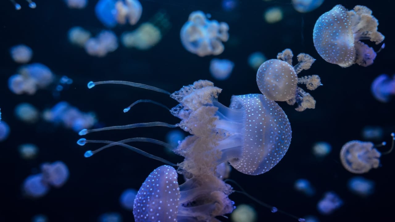 13 Oldest Animal Species Still Thriving in 2024 - Small Jelly Fish dp68537803