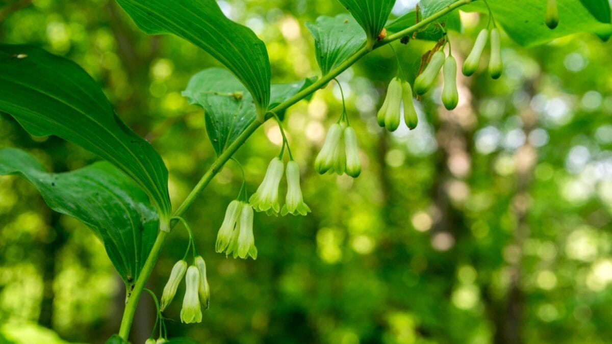 25 Hardy Outdoor Plants for Your Shady Garden Oasis - Solomons Seal Elegant Arching Stems dp231336966