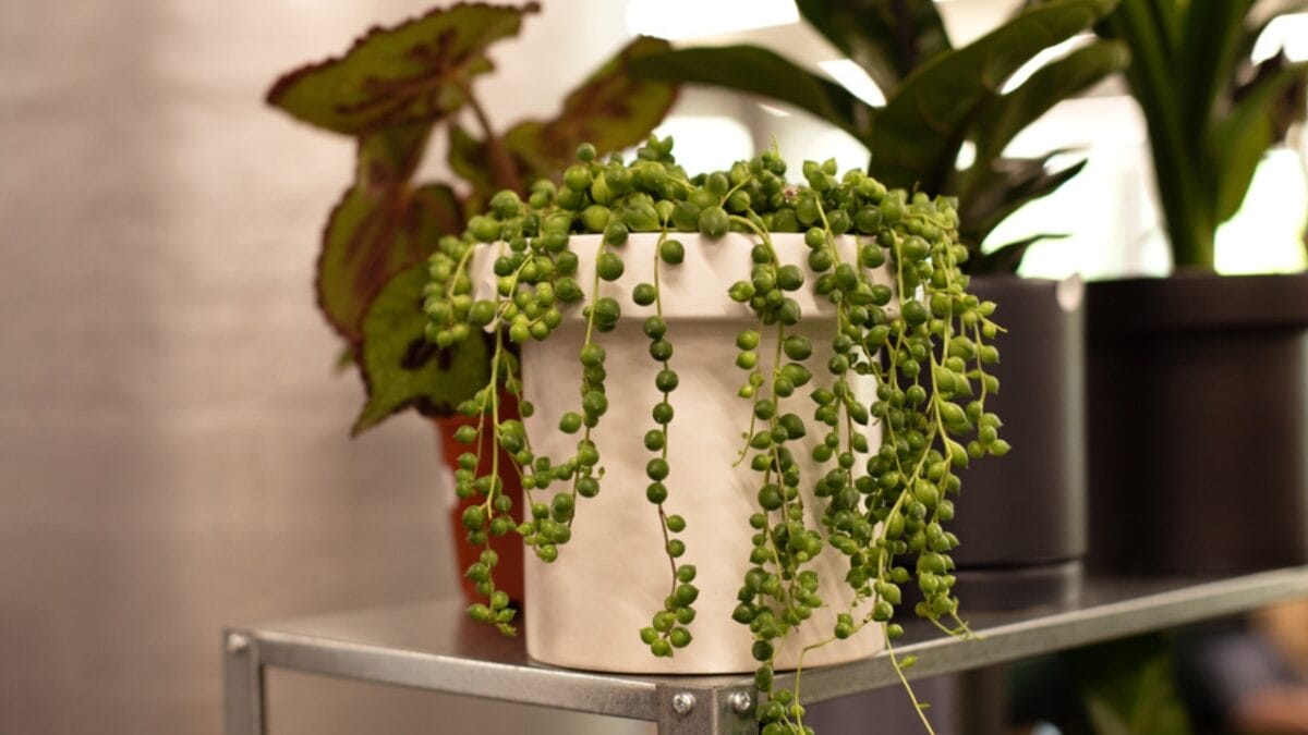 11 Succulents That are a Breeze for Beginners to Grow - String of Pearl dp563238268