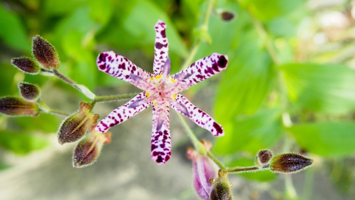 25 Hardy Outdoor Plants for Your Shady Garden Oasis - Toad Lily Exotic Late Season Blooms dp142225436