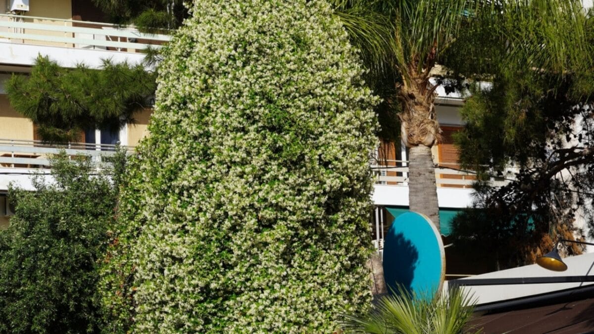 8 Reasons Why Gardeners are Obsessed with Star Jasmine & You Will Be Too - adds value ss2453053931