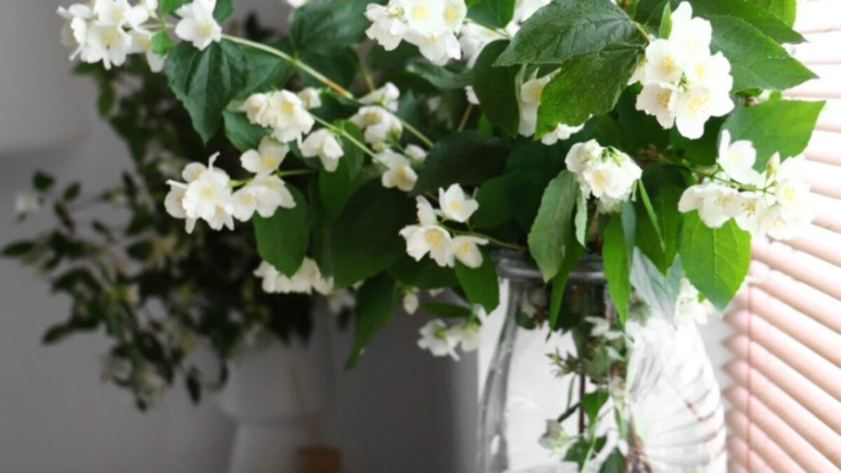 8 Reasons Why Gardeners are Obsessed with Star Jasmine & You Will Be Too - air purifier ss2318201535