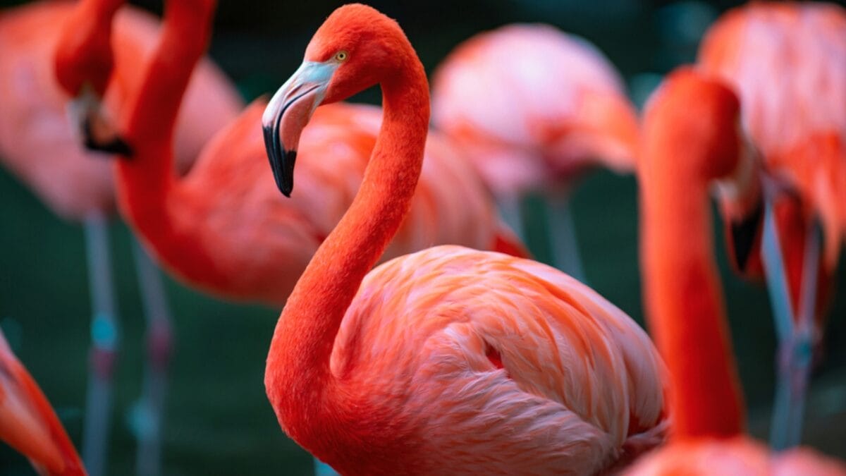 8 Birds We Used to Eat, But are Now Protected - american flamingo dp659025920