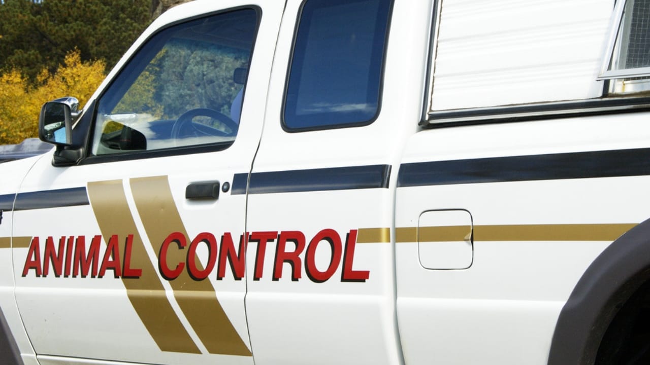 Bird Flu Can Infect Cats: What This Means for Cat Owners - animal control ss814630