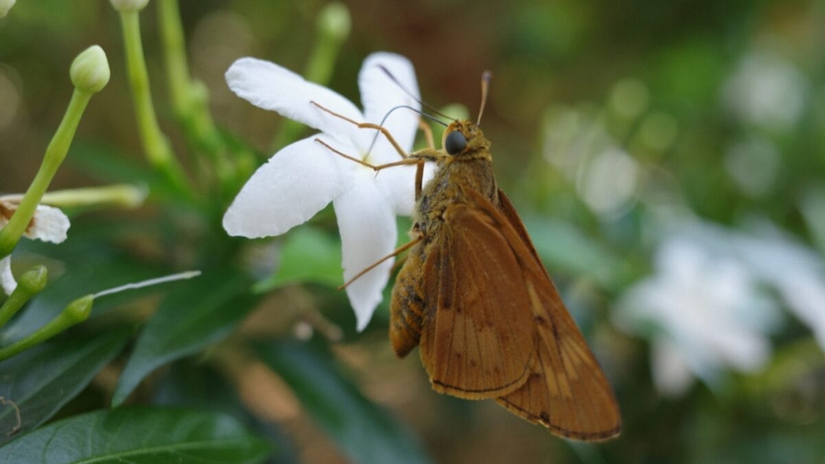 8 Reasons Why Gardeners are Obsessed with Star Jasmine & You Will Be Too - attracts pollinators ss1943567890