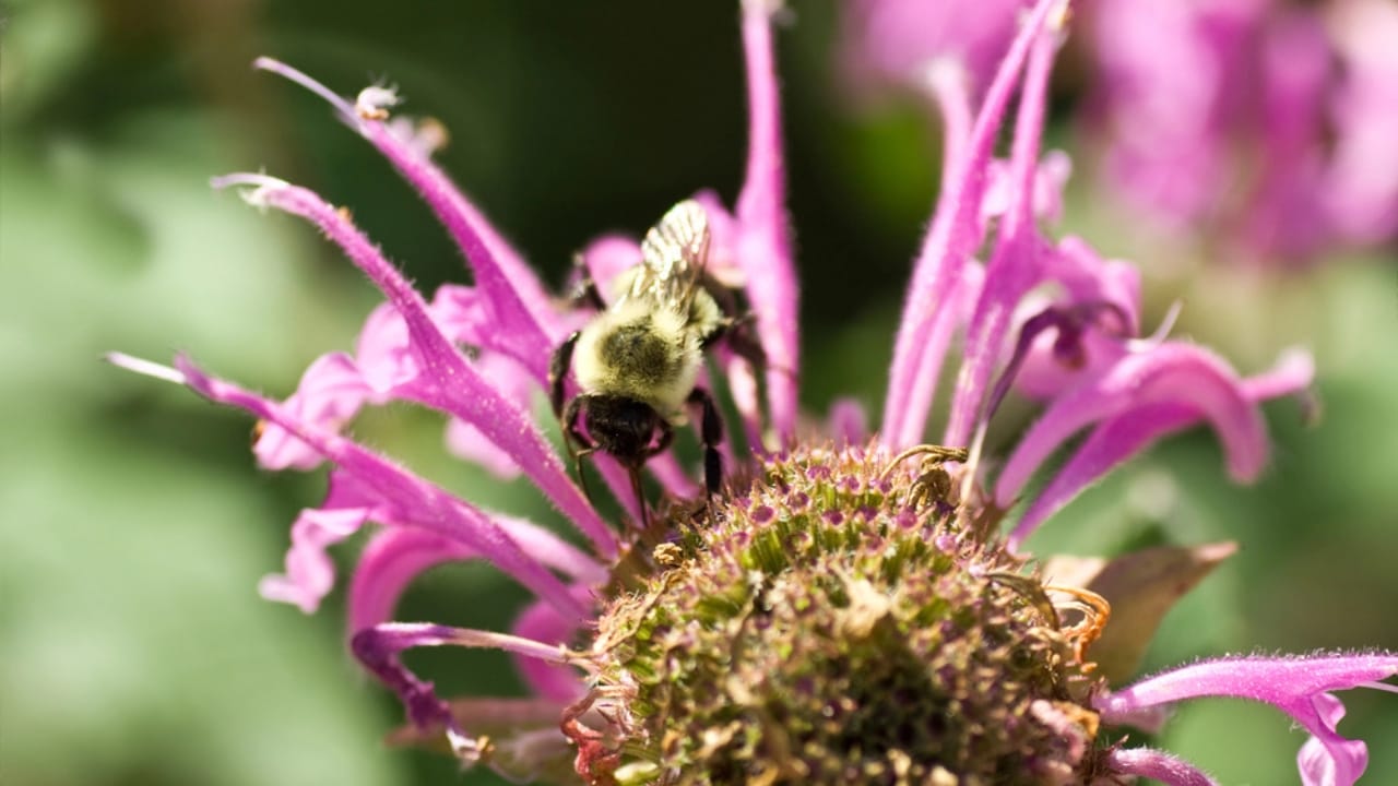 10 Reasons Why Every Garden Needs Bee Balm