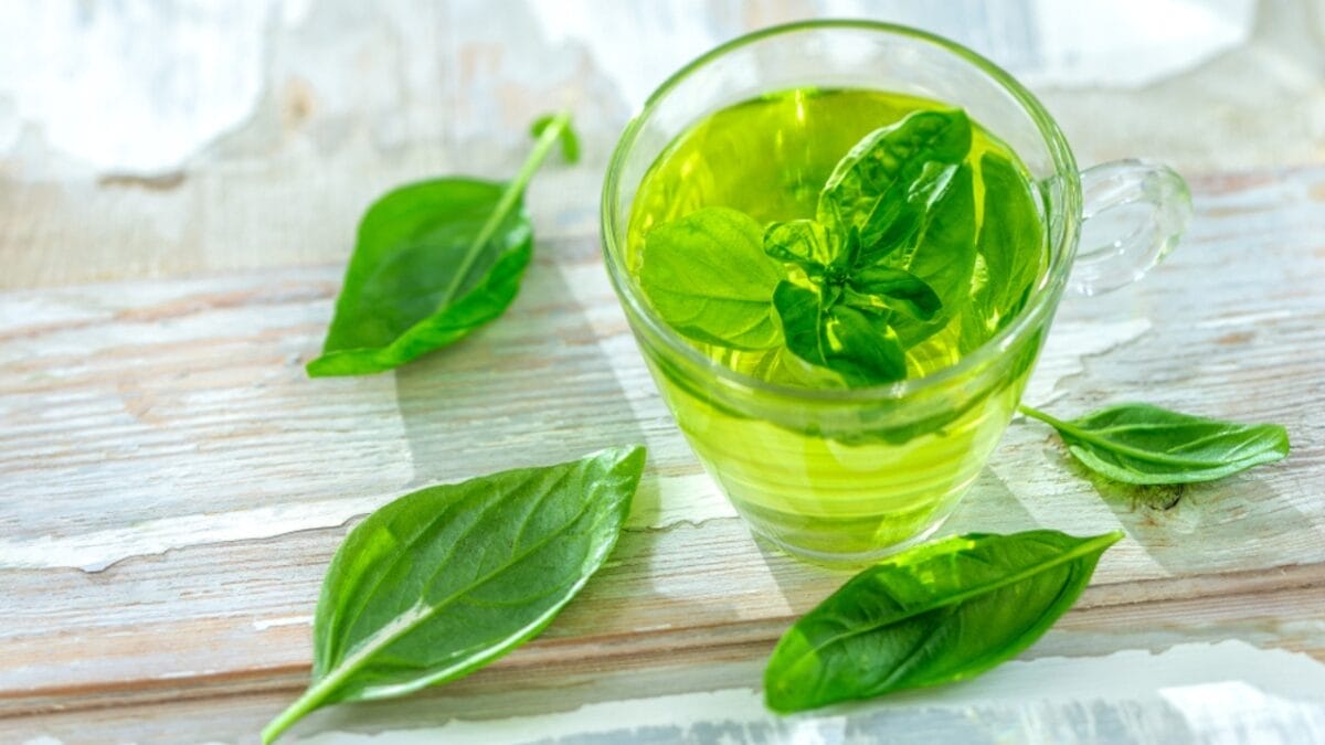 How to Cut Basil for an Abundant Harvest All Season Long - benefits of basil ss1495319126