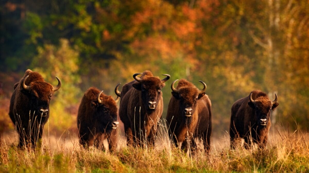 After 10,000 Years, Wild Bison Return Thanks to Restoration Efforts - bison forest ss1851459145