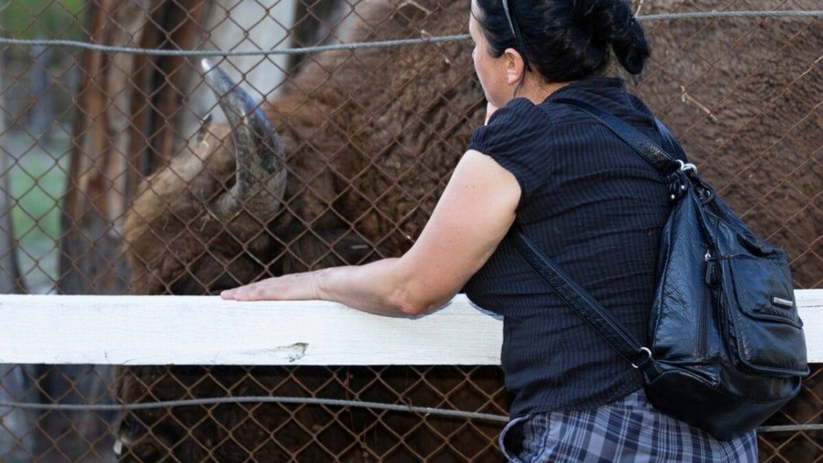 After 10,000 Years, Wild Bison Return Thanks to Restoration Efforts - bison human ss2476169225