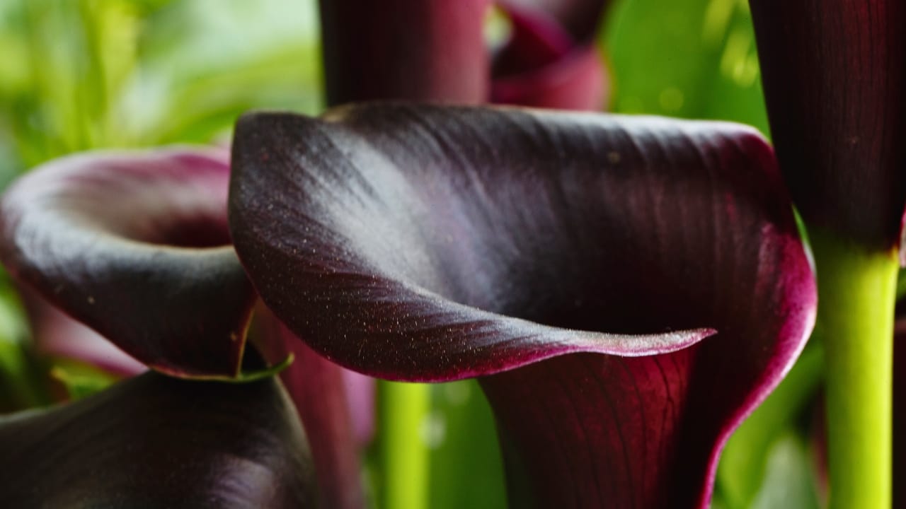 Hauntingly Beautiful: 15 Black Plants for the Ultimate Goth Garden - black cana lily flower ss1089313004