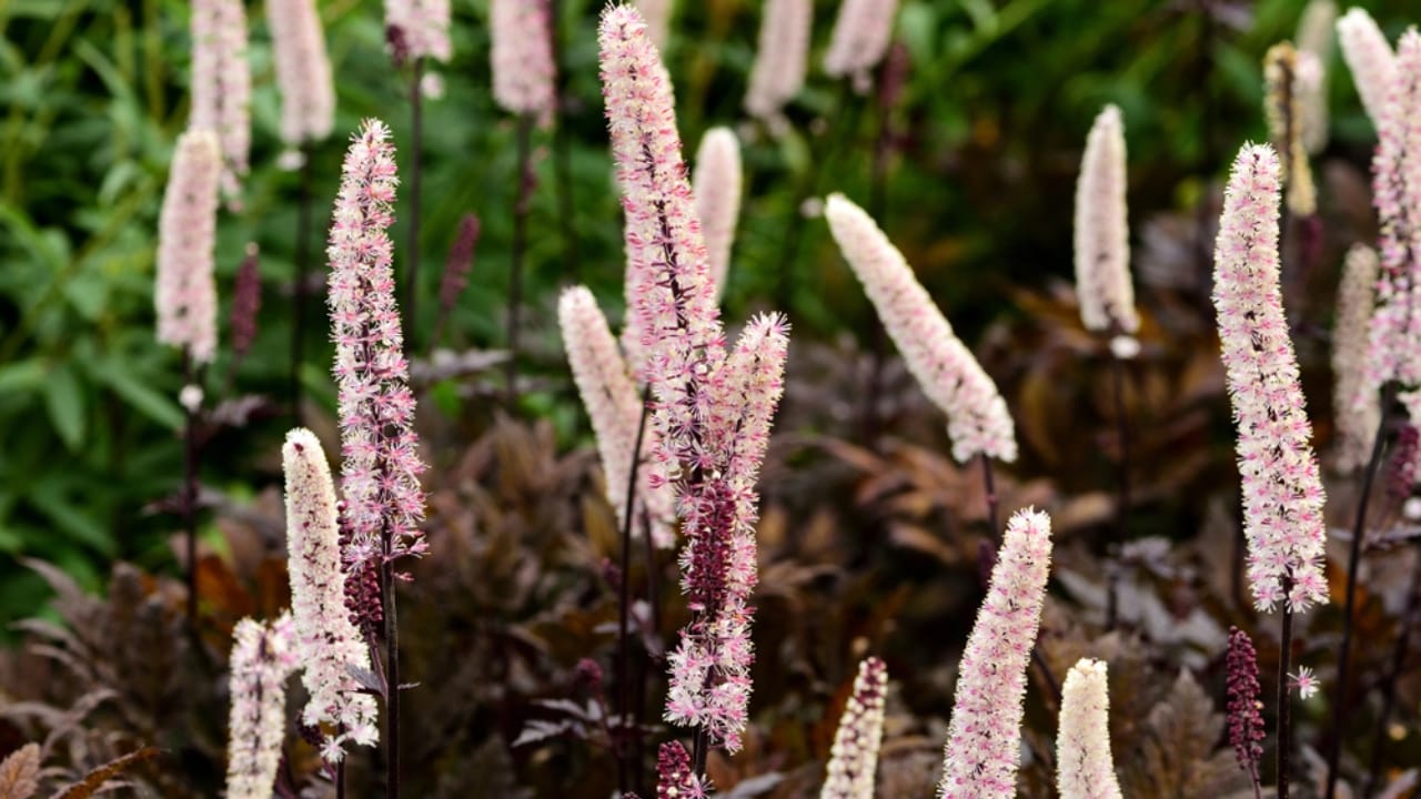 15 Tall Perennials to Elevate Your Garden Design - bugbane ss1194364891