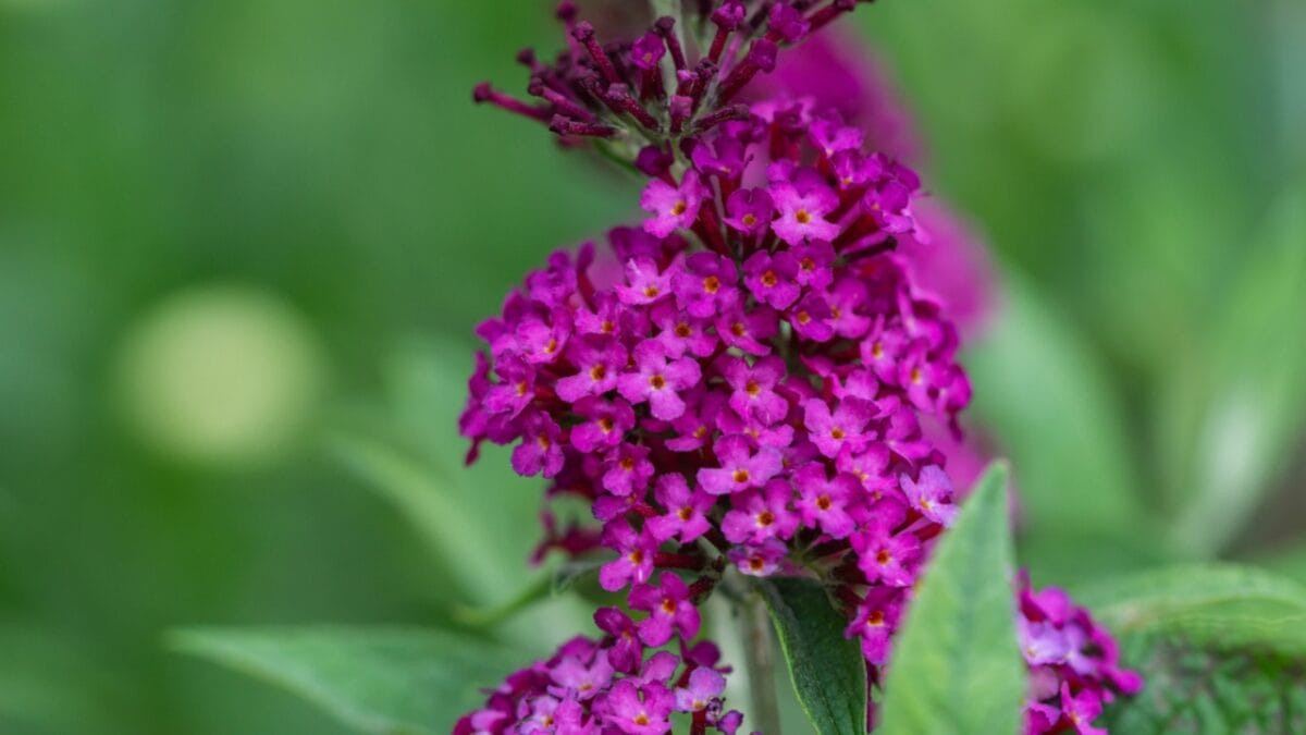 10 Reasons Why You Should Never Plant Butterfly Bush - butterfly bush seed ss1938540940