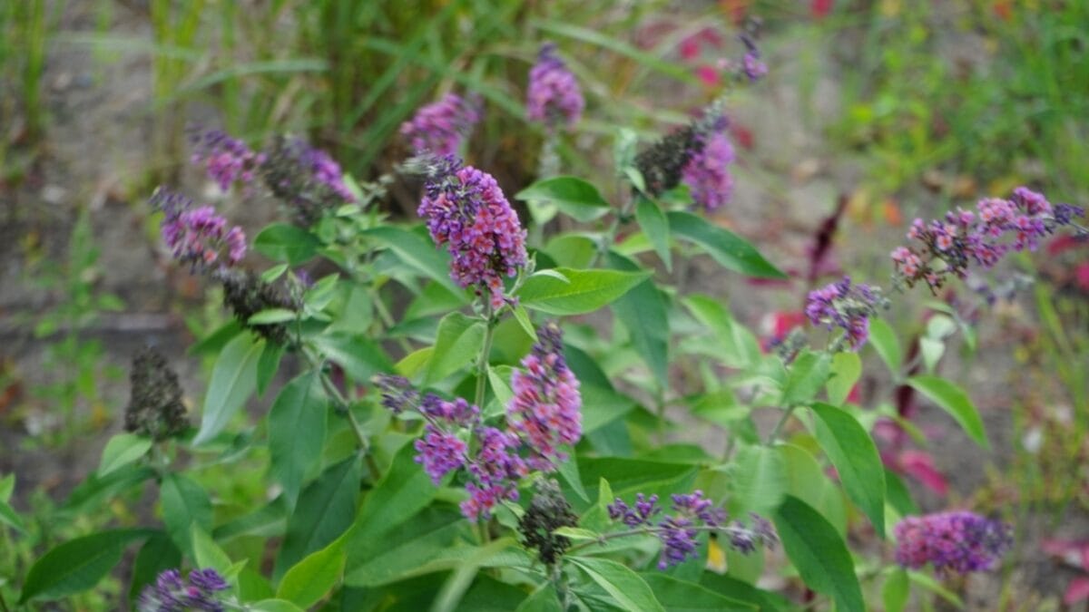 10 Reasons Why You Should Never Plant Butterfly Bush - butterfly bush with plants ss2400393357