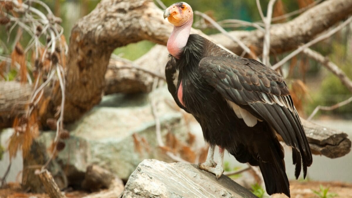 8 Birds We Used to Eat, But are Now Protected - california condor dp3152015