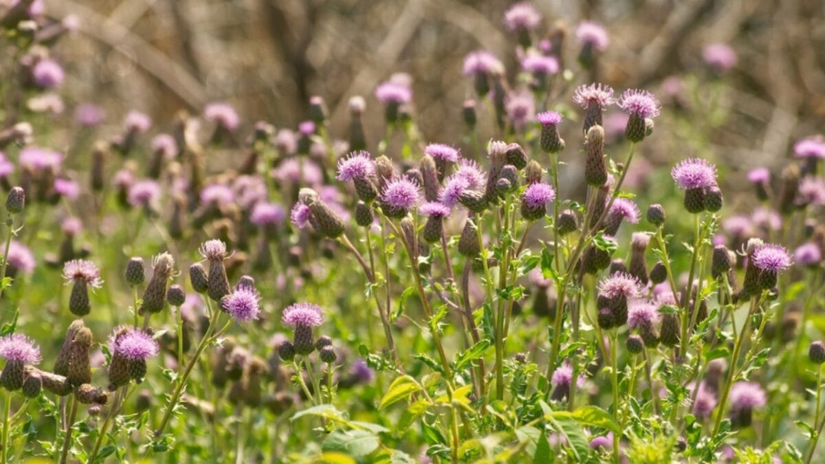 12 Invasive Plants You Must Remove ASAP from Your Yard - canada thistle ss2037984758