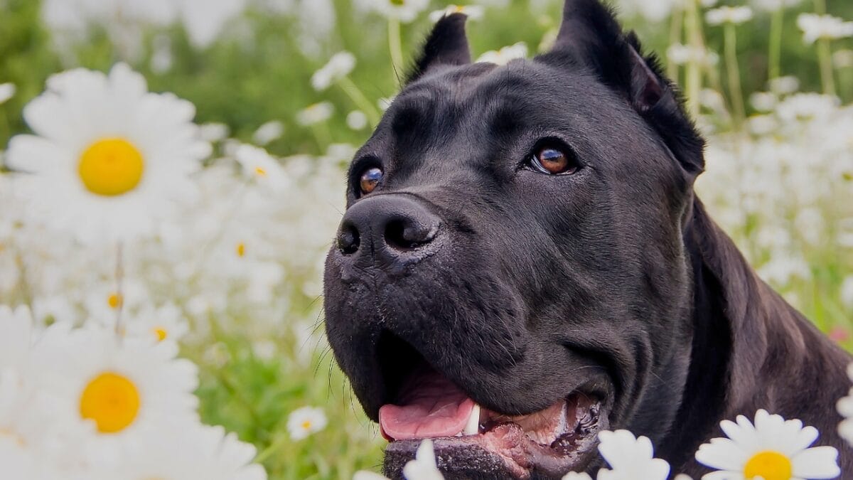 How the "King Cane Corso" Trend on TikTok is Misleading Owners & Harming the Breed - cane corso dog ss2375306711