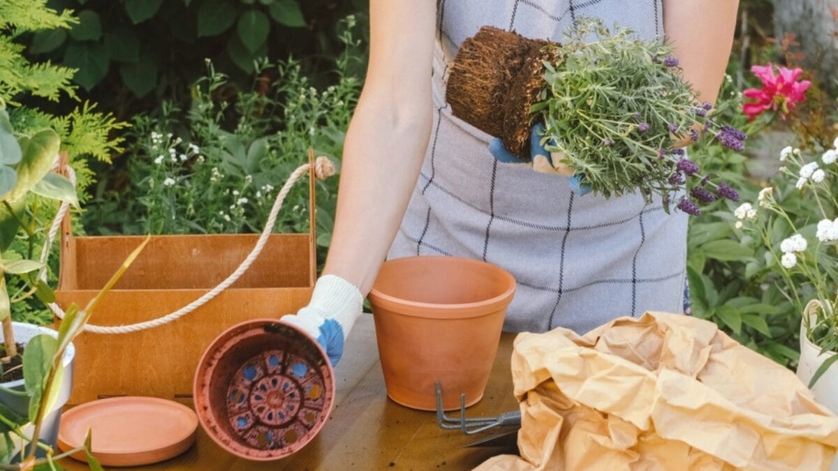 Maximize Your Lavender in Pots: Tips for Growing This Herb in Containers - care tips ss2176641293