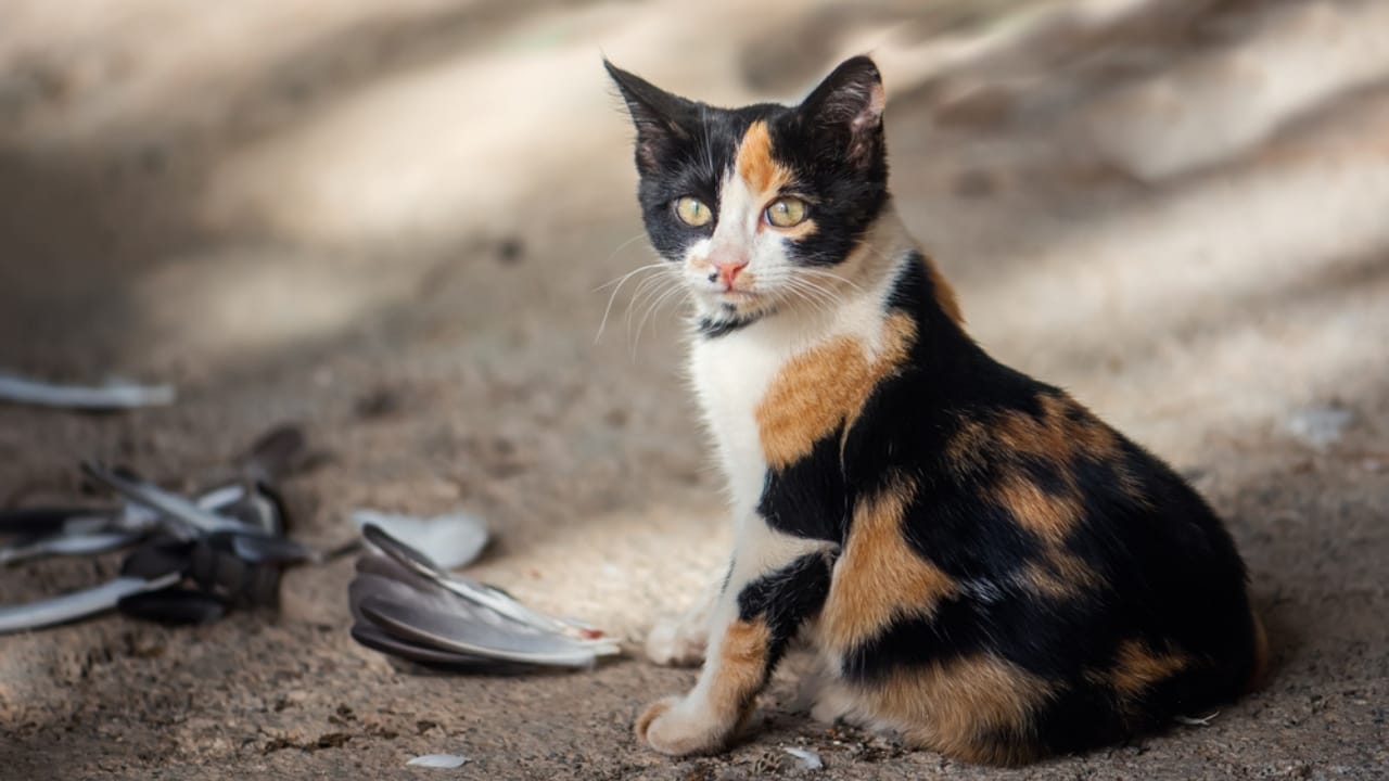 Bird Flu Can Infect Cats: What This Means for Cat Owners - cat eats bird ss734884348