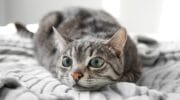 Photo inspiration: Gallery Detail: 25 Ways To Help Your Cat Feel Calm Safe Relaxed
