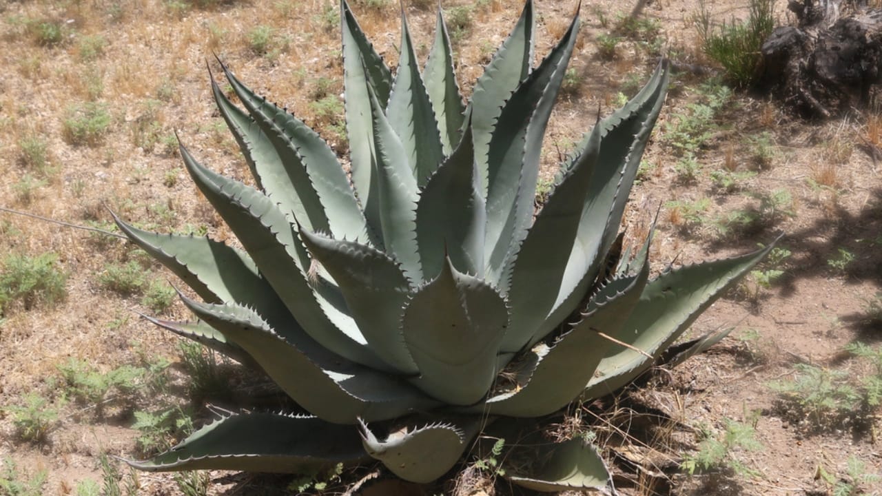 9 Plants That Wait a Lifetime to Bloom Once – And It's Usually Spectacular - century plant dp332495358