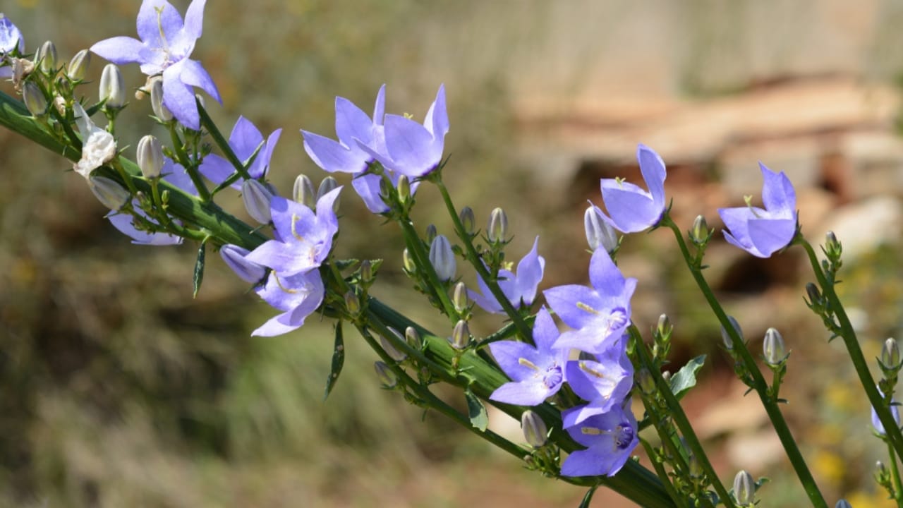15 Tall Perennials to Elevate Your Garden Design - chimney bellflower ss1274279455