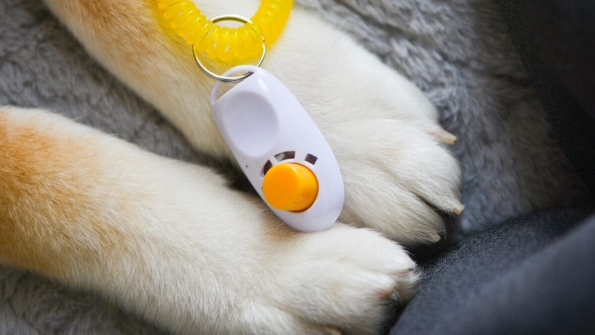 15 Tips for Successful Clicker Training Your Dog - clicker in dog paw ss1581674434 1