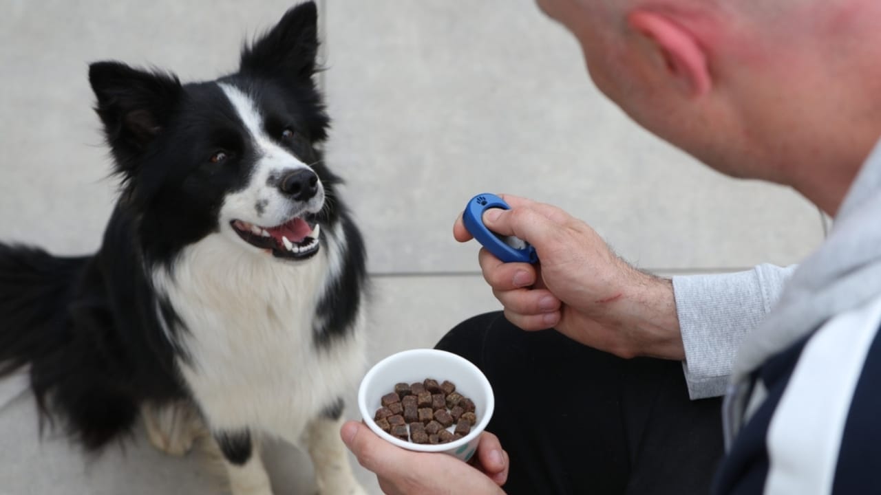 15 Tips for Successful Clicker Training Your Dog - clicker training with dog ss2196605347