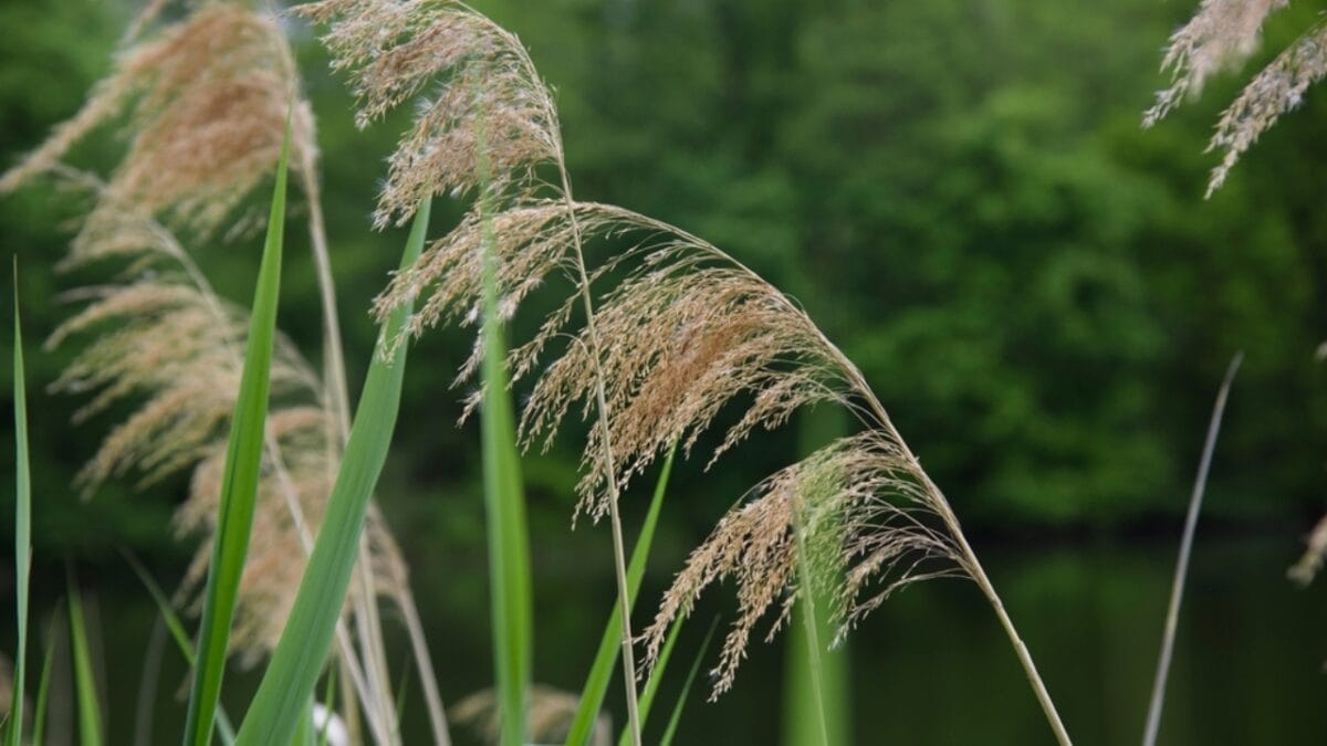 12 Invasive Plants You Must Remove ASAP from Your Yard - common reed ss2355679559