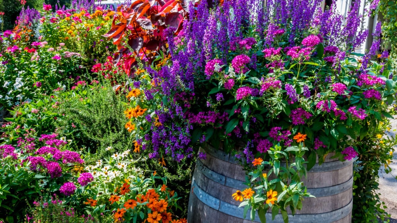 15 Tall Perennials to Elevate Your Garden Design - container garden ss396674656