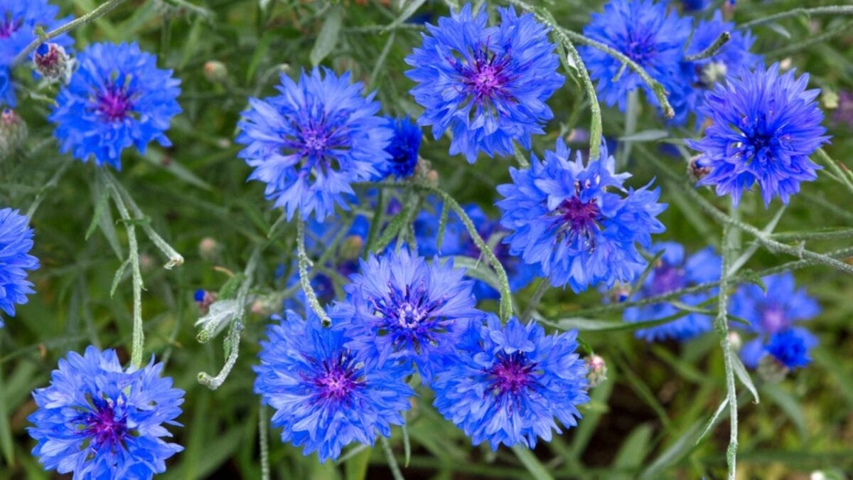 11 Flowers & Plants That Rose from the Ashes of War - cornflower ss2095482547