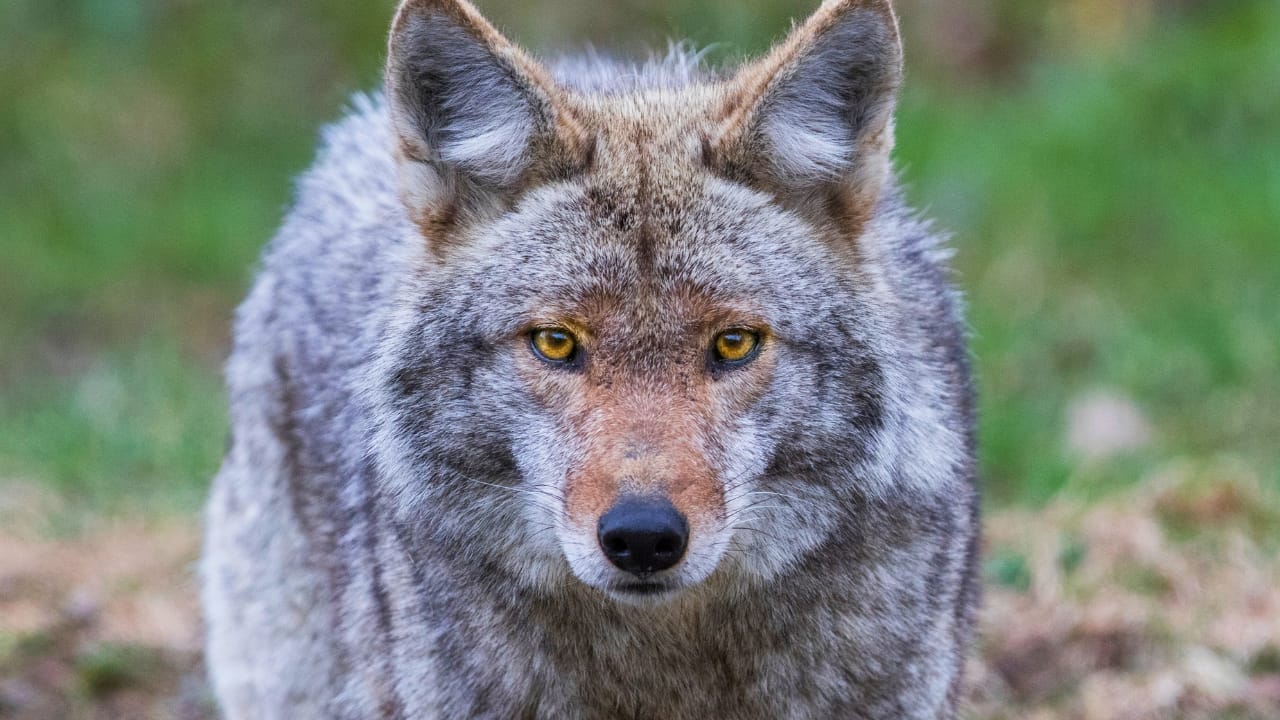 Explore the Pack: 19 Coyote Types to Know - coyote ss1405651547