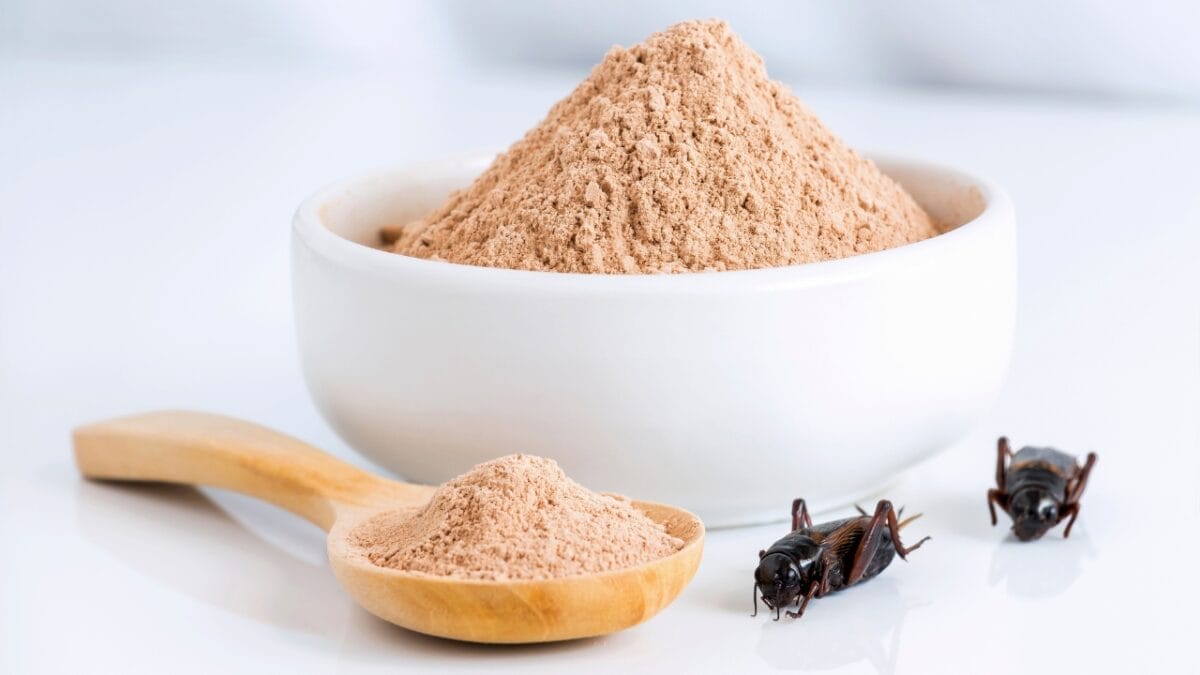 Edible Insects are Gaining Buzz: 7 Things You Should Know - cricket powder ss1263188812
