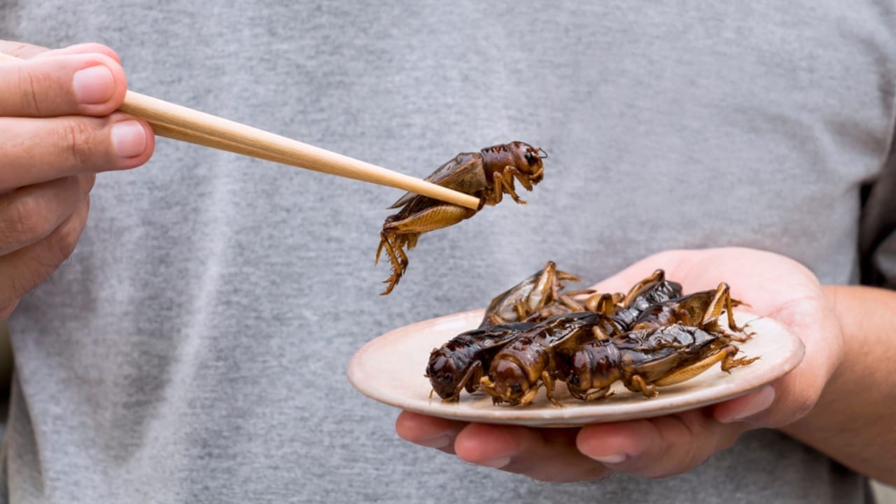 Edible Insects are Gaining Buzz: 7 Things You Should Know - crickets ss1281029908