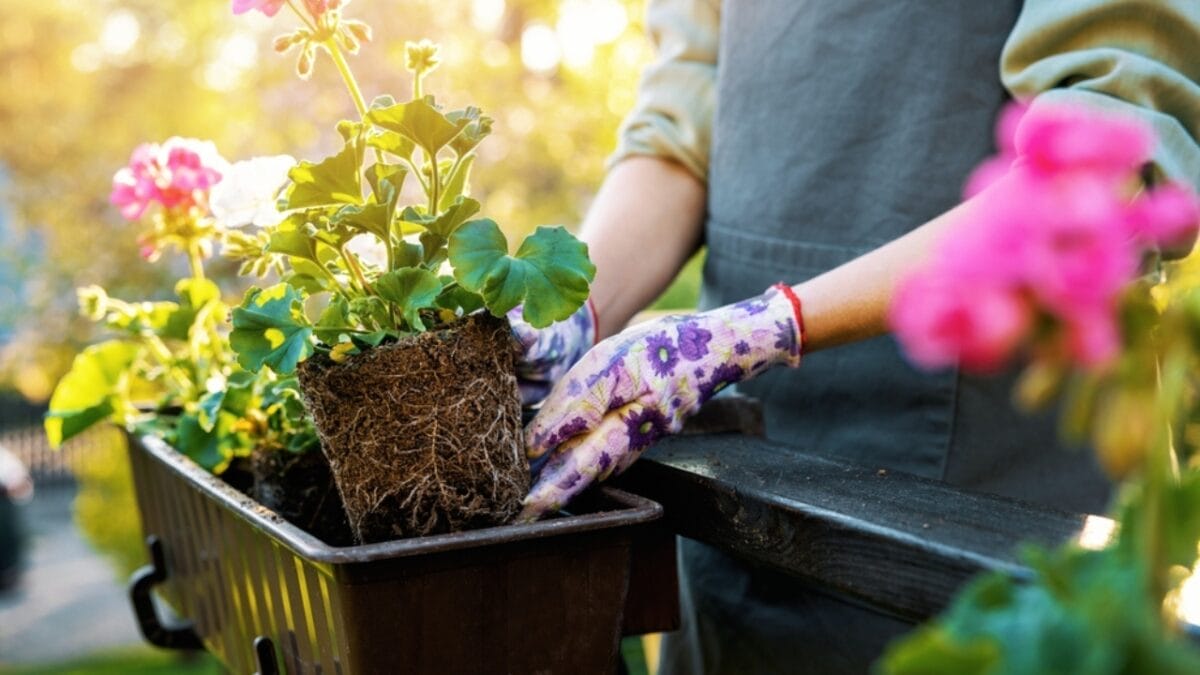 10 Things Expert Gardeners Do to Create a Lush Outdoor Container Garden - crop plant ss2159927887