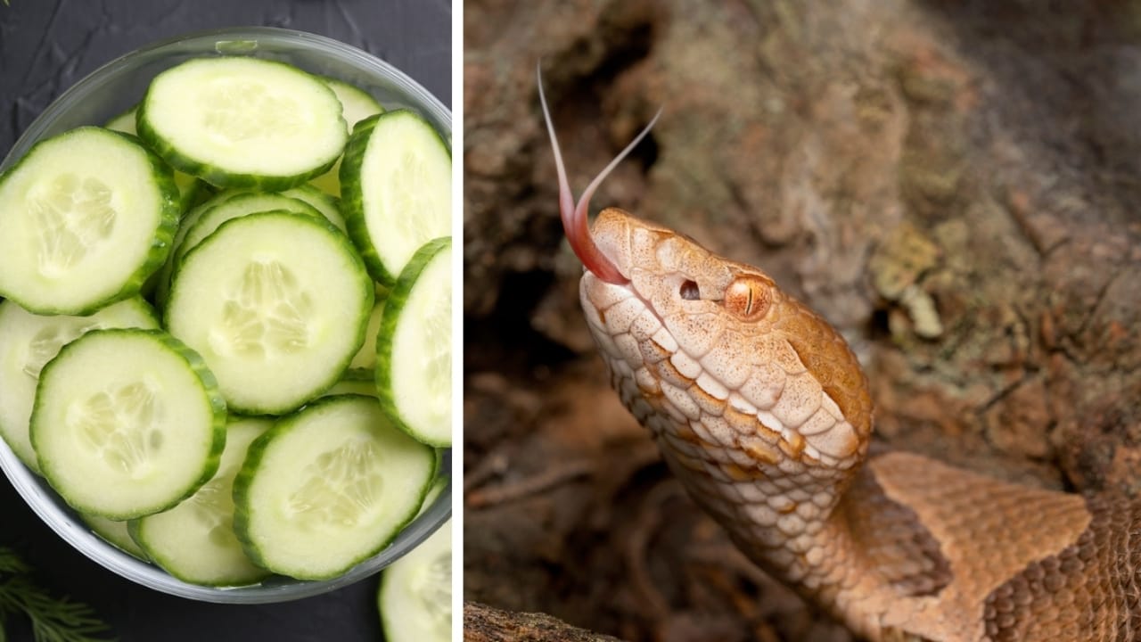 Venomous Snakes That Smell Like Cucumbers - cucumber and copperhead snake ss2427852205 1956632683
