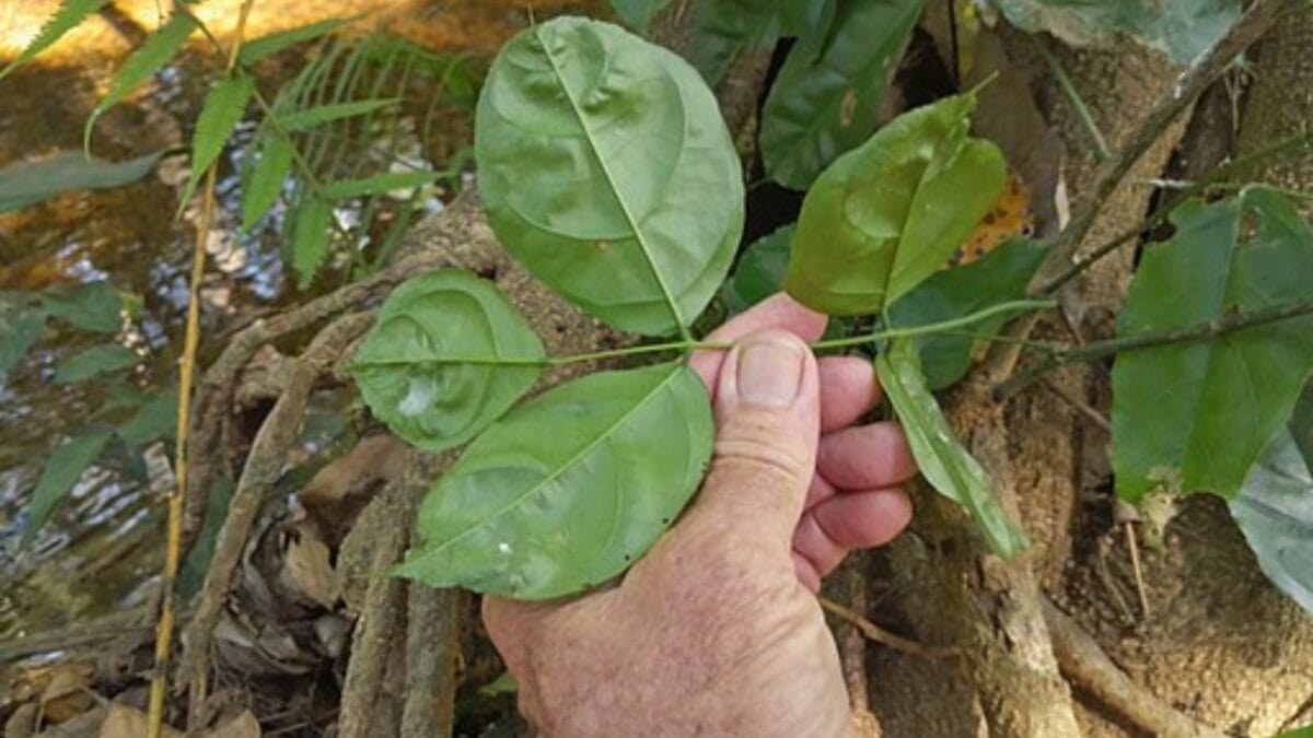 Florida's Shift from Citrus to Sustainable Indian Trees - cultivation pongamia wc