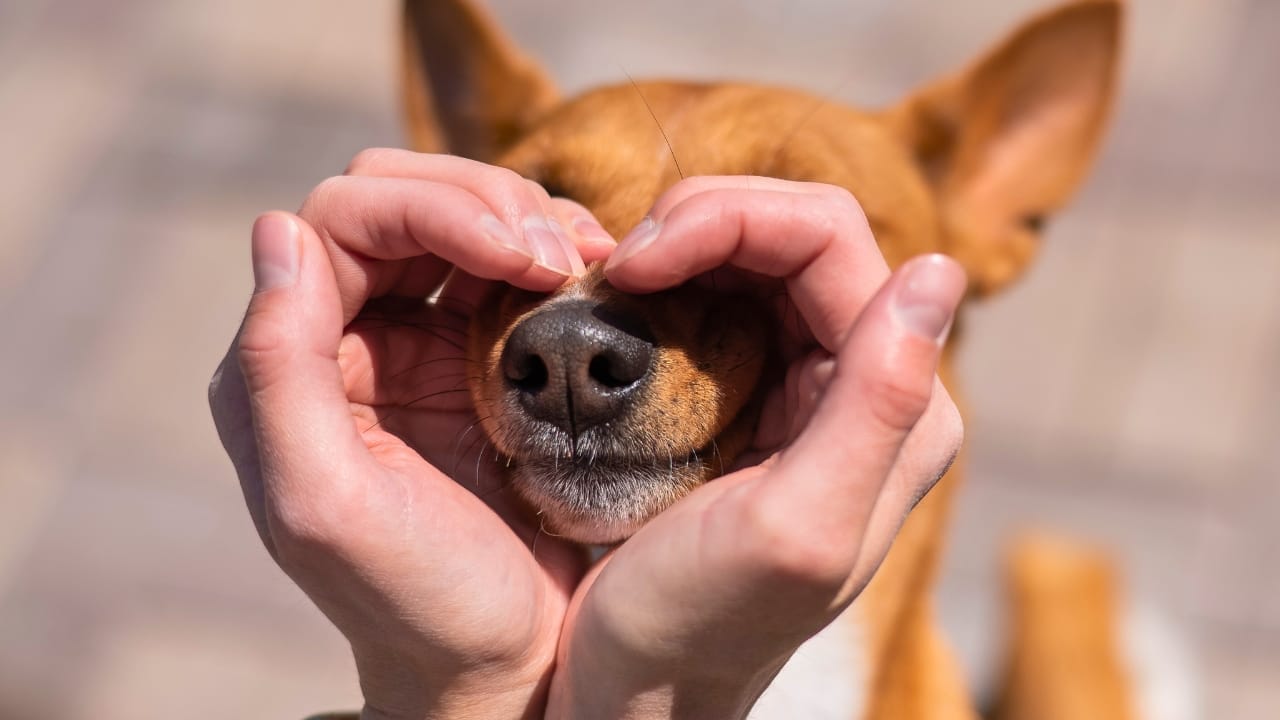 15 Common Reasons Dogs Bark & How to Address Each One - dog heart hands African Basenji dp2313687251