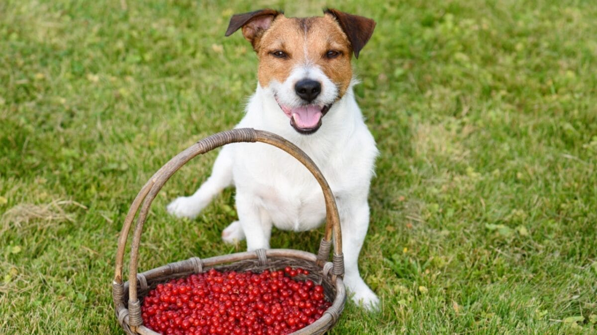 20 Unforgettable Experiences for Your Dog's Bucket List - dog berry picking ss462669358