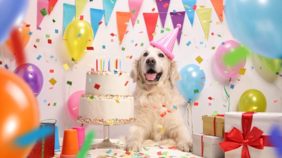 20 Unforgettable Experiences for Your Dog's Bucket List - dog birthday party ss1024473769