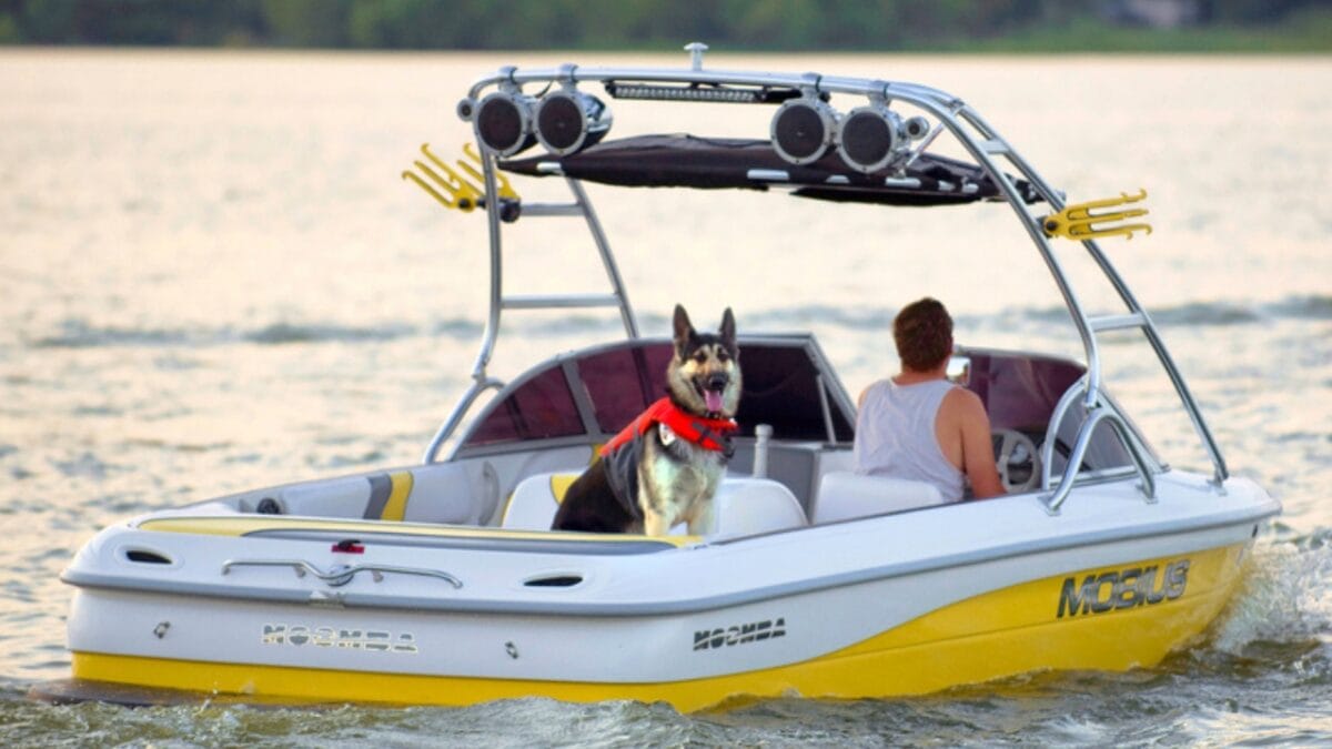 20 Unforgettable Experiences for Your Dog's Bucket List - dog boat ride ss1816128254