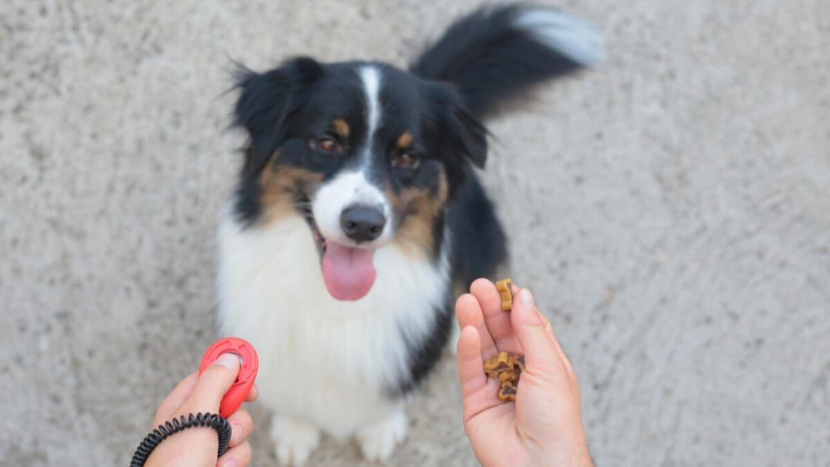 15 Tips for Successful Clicker Training Your Dog - dog clicker with treats ss1136229746