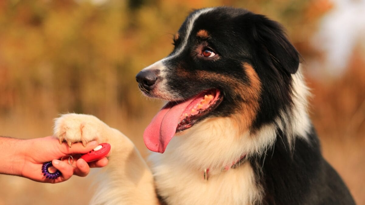 15 Tips for Successful Clicker Training Your Dog - dog holding clicker ss740843308