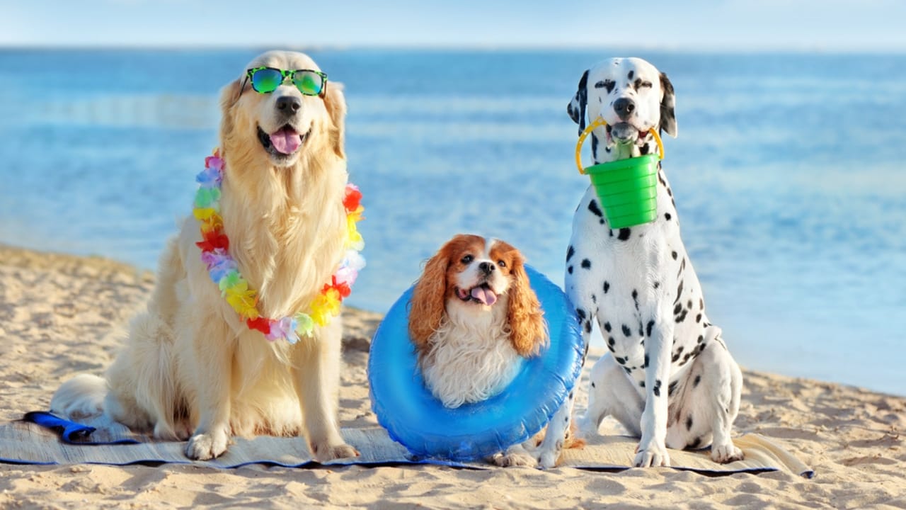 20 Unforgettable Experiences for Your Dog's Bucket List - dog in beach ss1998733442