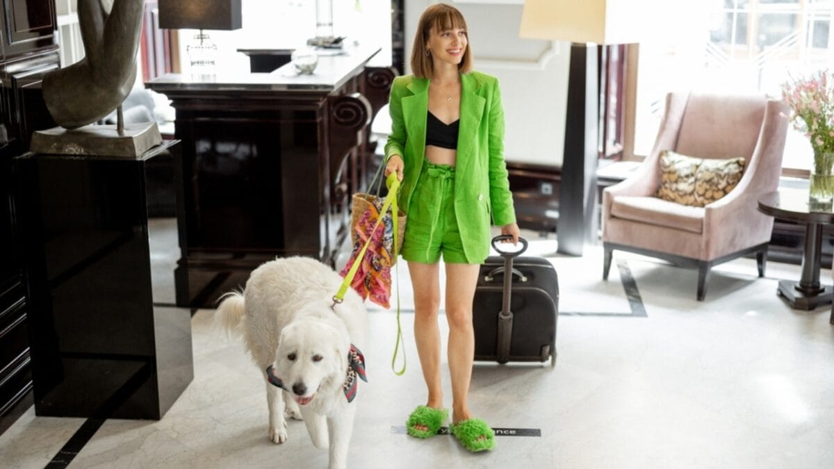 20 Unforgettable Experiences for Your Dog's Bucket List - dog in hotel ss2172352377
