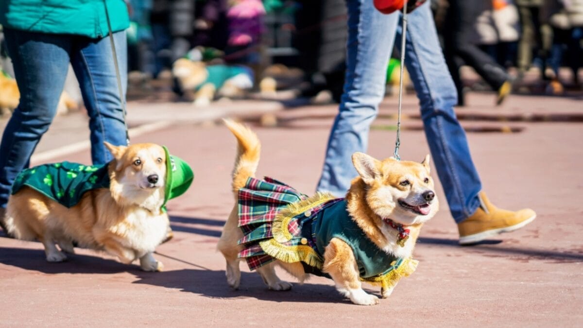 20 Unforgettable Experiences for Your Dog's Bucket List - dog parade ss2258703851