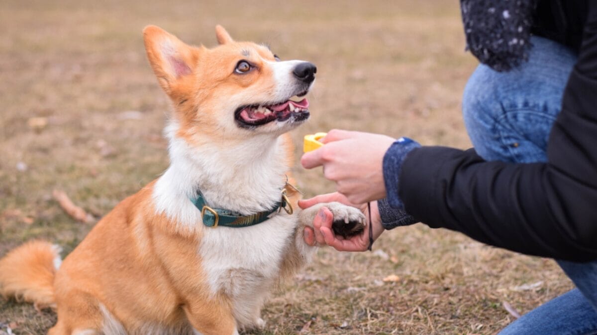15 Tips for Successful Clicker Training Your Dog - dog sitting with clicker ss1321844912