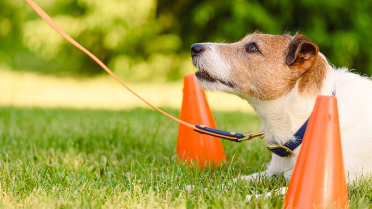15 Tips for Successful Clicker Training Your Dog - dog training ss2322362465
