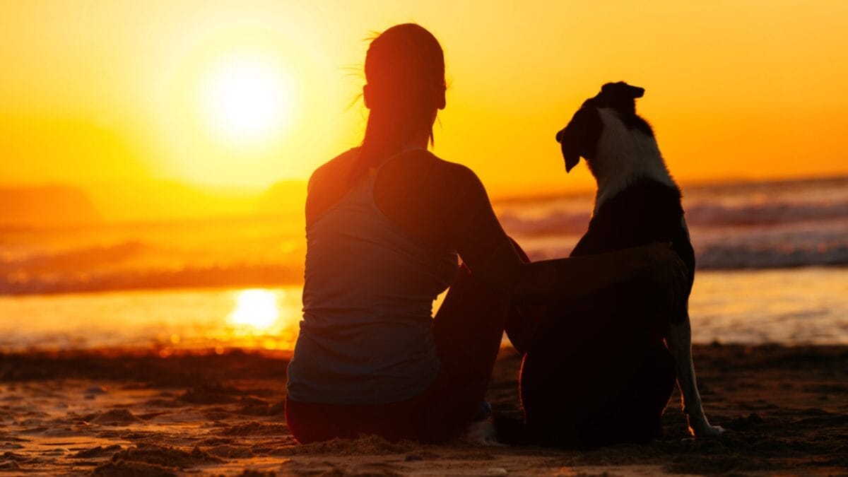 20 Unforgettable Experiences for Your Dog's Bucket List - dog watching sunset dp48873845