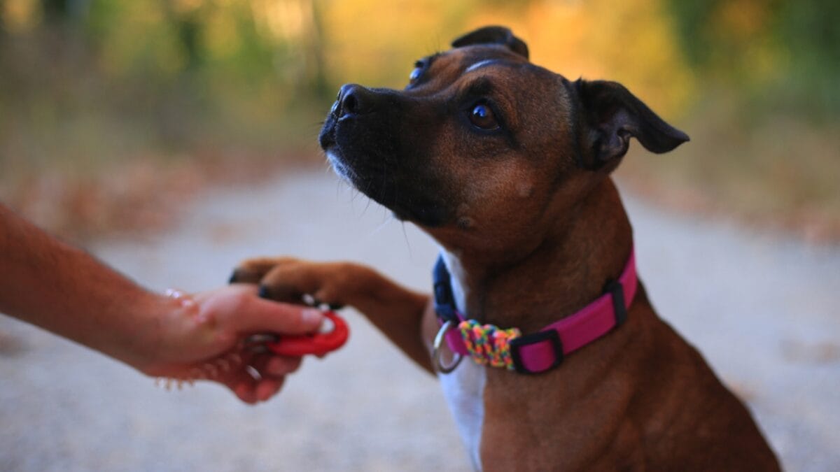 15 Tips for Successful Clicker Training Your Dog - dog with clicker patient ss733671805